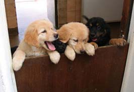 chiots de Sonate 8 semaines
